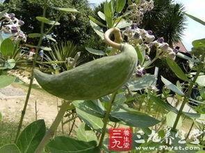 牛角瓜可以吃皮吗,揭秘其营养价值与食用方法