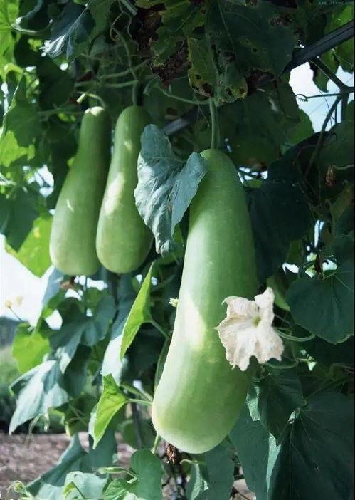 蒲瓜干怎么吃,美味与营养的完美融合