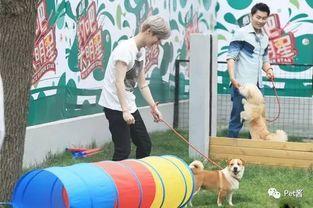 约吧大明星狗狗领养后,从相遇到相伴的温馨旅程