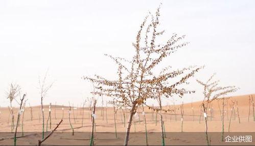 怎么在今日头条种树,一起为绿色未来添砖加瓦