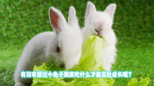 兔子吃瓜文案怎么写好,兔子吃瓜的趣味时光