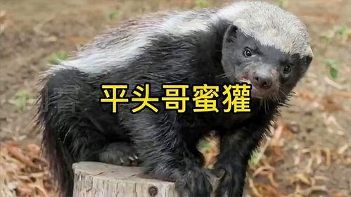 网红平头哥有多厉害呀