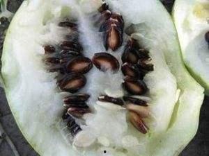 什么瓜吃籽很香,揭秘哪些瓜籽口感香脆可口