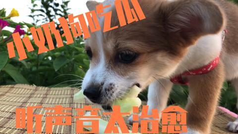 狗狗吃瓜好吗