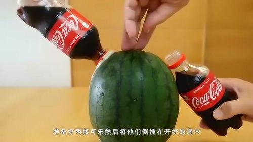 可乐吃瓜