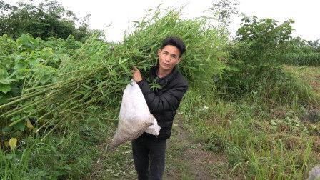 头条号壮乡小莫,探寻广西民族风情与文化传承